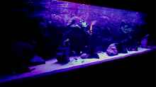 Aquarium Bilskirnir
