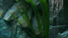 Pflanzen im Aquarium Becken 6354