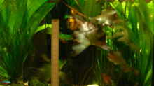 Tigerlotus mit ca. 9cm gr. Blättern