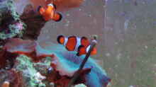 orange Clownfisch