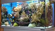 Aquarium Becken 6379