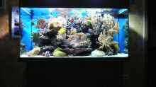 Aquarium Becken 6379
