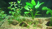 Pflanzen im Aquarium Becken 6382