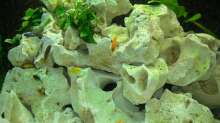 Dekoration im Aquarium Becken 6399