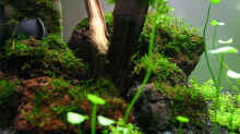 Pflanzen im Aquarium Becken 6424