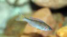 ein heranwachsendes Männchen von den Cyprichromis leptosoma