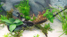 Pflanzen im Aquarium Becken 650