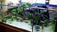 Pflanzen im Aquarium Becken 650