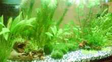 Pflanzen im Aquarium Becken 6625