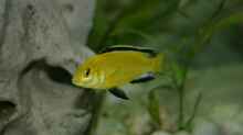 Labidochromis Caerulius Yellow