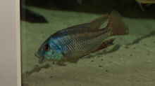 Cheilochromis euchilus WF Männchen 08.12.2013