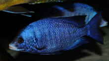 Placidochromis phenochilus Mdoka WFNZ Männchen 06.12.2013