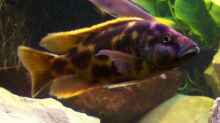 Nimbochromis livingstoni M