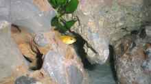 Labidochromis caeruleus I