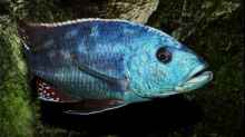 Nimbochromis fuscotaeniatus - Männchen
