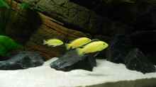 Labidochromis caeruleus. Traditionelle Rollenverteilung