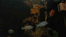 Besatz im Aquarium Becken 702