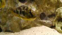 Nimbochromis venustus Weibchen mit vollem Maul