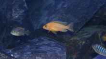 Aulonocara Fire Fish Männchen - noch ein bißchen blass (jung)