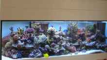 Aquarium Becken 7113