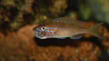 Paracyprichromis nigripinnis blue neon, maulbrütend