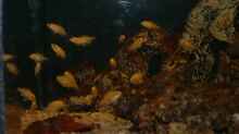 Besatz im Aquarium Becken 7135