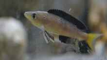 Cyprichromis microlepidotus ´bulu point´ Männchen