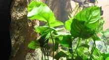 Pflanzen im Aquarium Becken 7165