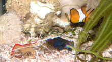 Besatz im Aquarium Becken 7241