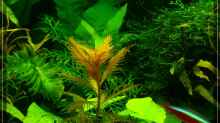 Proserpinaca palustris ???cuba??? ??? Kuba Sumpfkammblatt