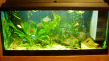 Aquarium Becken 733