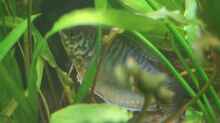 Blauer Fadenfisch versteckt unter Echinodorus Tricolor