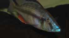  ><(((°> Dimidiochromis Compressiceps Bock 
