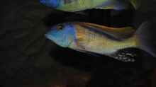 ><(((°> Buccochromis rhoadesii F1 Bock