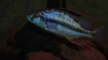 ><(((°> Dimidiochromis Compressiceps Bock 