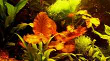 Pflanzen im Aquarium Becken 7435