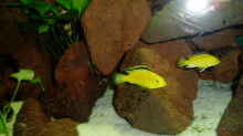 Labidochromis caeruleus