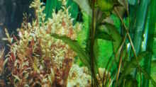 Pflanzen im Aquarium Becken 7528