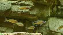 Paracyprichromis nigripinnis beim Erkunden der neuen Umgebung