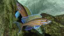 Paracyprichromis nigripinnis blue neon 