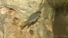 Haplochromis nuchisquamulatus (Jungfisch)