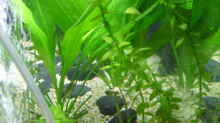 Pflanzen im Aquarium Becken 7687