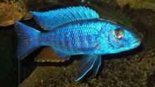 Scianochromis fyeri