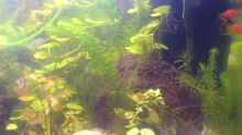 Pflanzen im Aquarium Becken 7752