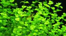 Micranthemum umbrossum