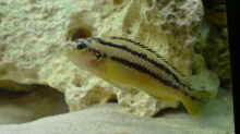 Melanochromis Auratus weiblich