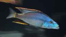 Dimidiochromis compressices ´The Boss´