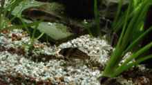Corydoras Schwarzii & Corydoras aeneus