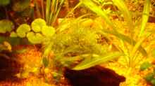 Pflanzen im Aquarium Becken 7950