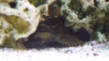 Glyptoperichthys gibbiceps